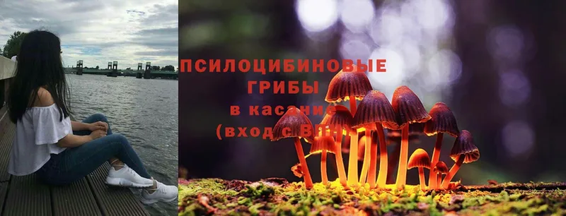 Галлюциногенные грибы Cubensis  Красноуфимск 